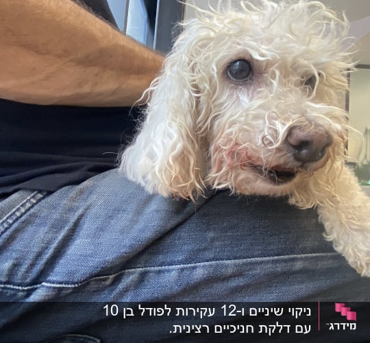 כלב פודל לבן יושב על ברכיו של בעליו במרפאה וטרינרית